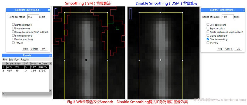 Fig 3 WB條帶選區(qū)經(jīng)Smooth、Disable Smoothing算法扣除背景后圖像效果.jpg