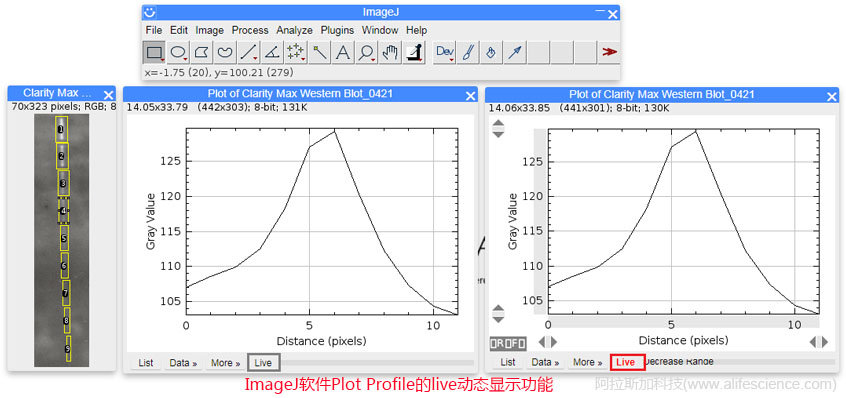 ImageJ軟件Plot Profile的live動(dòng)態(tài)顯示功能.jpg