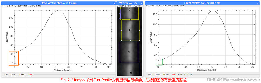 Fig 2-2 IamgeJ軟件Plot Profile分析顯示信號峰前、后緣的圖像背景強度落差.jpg