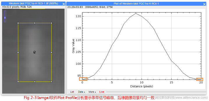 Fig.2-3 IamgeJ軟件Plot Profile分析顯示條帶信號峰前、后緣圖像背景均勻一致.jpg