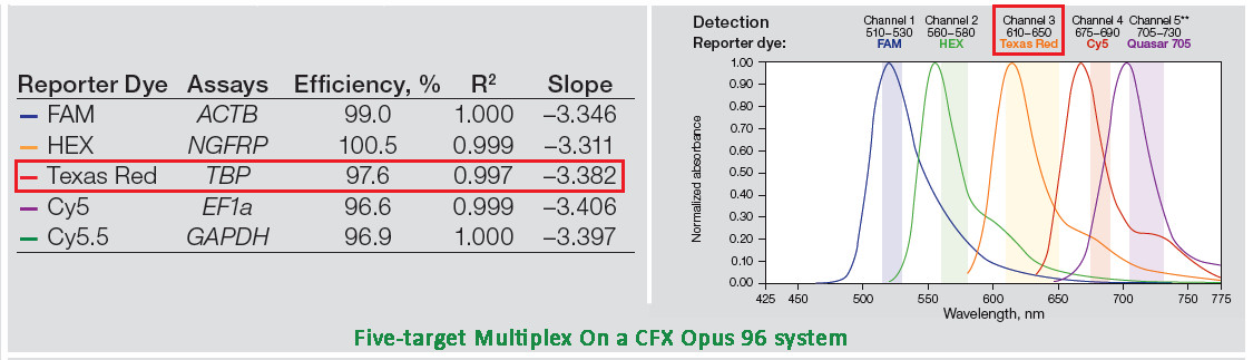 CFX Opus 96 實(shí)時(shí)熒光定量PCR儀5-target Multiplex檢測方案.jpg