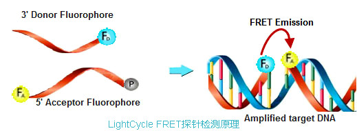 實(shí)時(shí)熒光定量PCR儀LightCycle FRET探針檢測原理.jpg