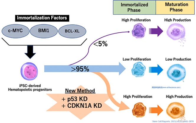 Beckman超速離心機Type 19角轉(zhuǎn)頭應(yīng)用文獻報道Stem Cell Reports.jpg