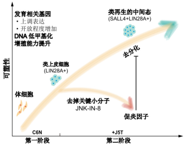 化學(xué)重編程激活再生相關(guān)網(wǎng)絡(luò)的分子機(jī)制.jpg