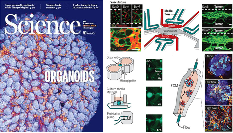 圖2-科學(xué)雜志類器官專輯封面.jpg 圖2-科學(xué)雜志類器官專輯封面.jpg