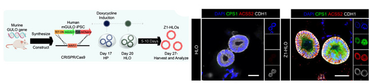 圖1 GULO表達陽性Z1-HLO肝臟類器官.jpg 圖1 GULO表達陽性Z1-HLO肝臟類器官.jpg