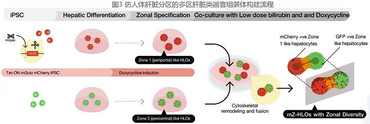圖3 仿人體肝臟細胞代分區(qū)的多區(qū)肝臟類器官組裝體構(gòu)建流程圖.jpg 圖3 仿人體肝臟細胞代分區(qū)的多區(qū)肝臟類器官組裝體構(gòu)建流程圖.jpg
