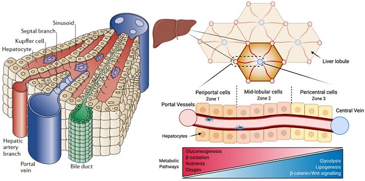 圖2 人體肝臟肝小葉沿門管區(qū)-中央靜脈軸的細胞代謝功能分區(qū).jpg 圖2 人體肝臟肝小葉沿門管區(qū)-中央靜脈軸的細胞代謝功能分區(qū).jpg