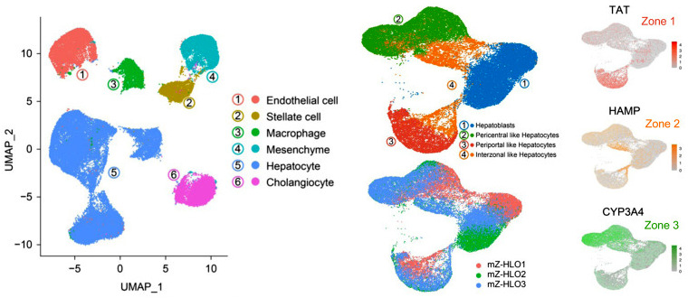 圖4 mZ-HLO類器官細胞基因表達空間異質(zhì)性snRNA-seq UMAP圖.jpg 圖4 mZ-HLO類器官細胞基因表達空間異質(zhì)性snRNA-seq UMAP圖.jpg