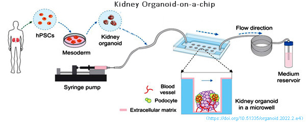 圖4 類器官芯片工作架構(gòu).jpg 圖4 類器官芯片工作架構(gòu).jpg