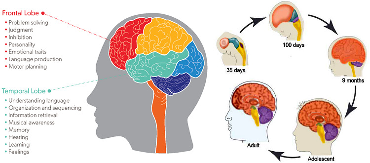 1750748192464249.jpg 圖1 人類大腦主體圖.jpg