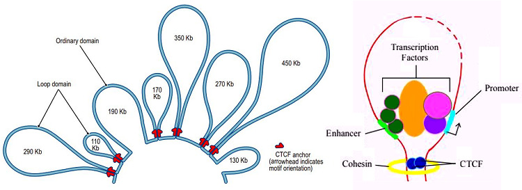 1750748216415641.jpg 圖2 chromatin loop and TADs.jpg