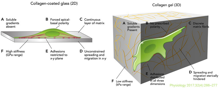 1750748243536102.jpg 圖3 Modeling Physiological Events in 2D vs 3D Cell Culture.jpg
