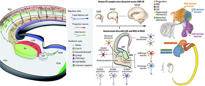 人大腦額葉皮層中GABA中間神經(jīng)元發(fā)生遷移原理圖.jpg 人大腦額葉皮層中GABA中間神經(jīng)元發(fā)生遷移原理圖.jpg