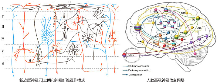人大腦皮層神經(jīng)元間的聯(lián)系和腦神經(jīng)網(wǎng)絡(luò)示意圖.jpg 人大腦皮層神經(jīng)元間的聯(lián)系和腦神經(jīng)網(wǎng)絡(luò)示意圖.jpg