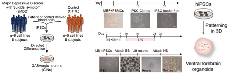 GABA能中間神經(jīng)元相關(guān)抑郁癥腦皮質(zhì)類器官衍生方法.png GABA能中間神經(jīng)元相關(guān)抑郁癥腦皮質(zhì)類器官衍生方法.png